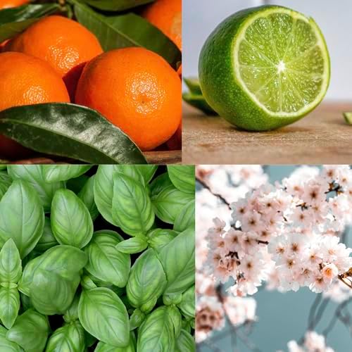 Edward George Reed Diffuser Set with 10 Sticks and 56 Fl Oz Oil