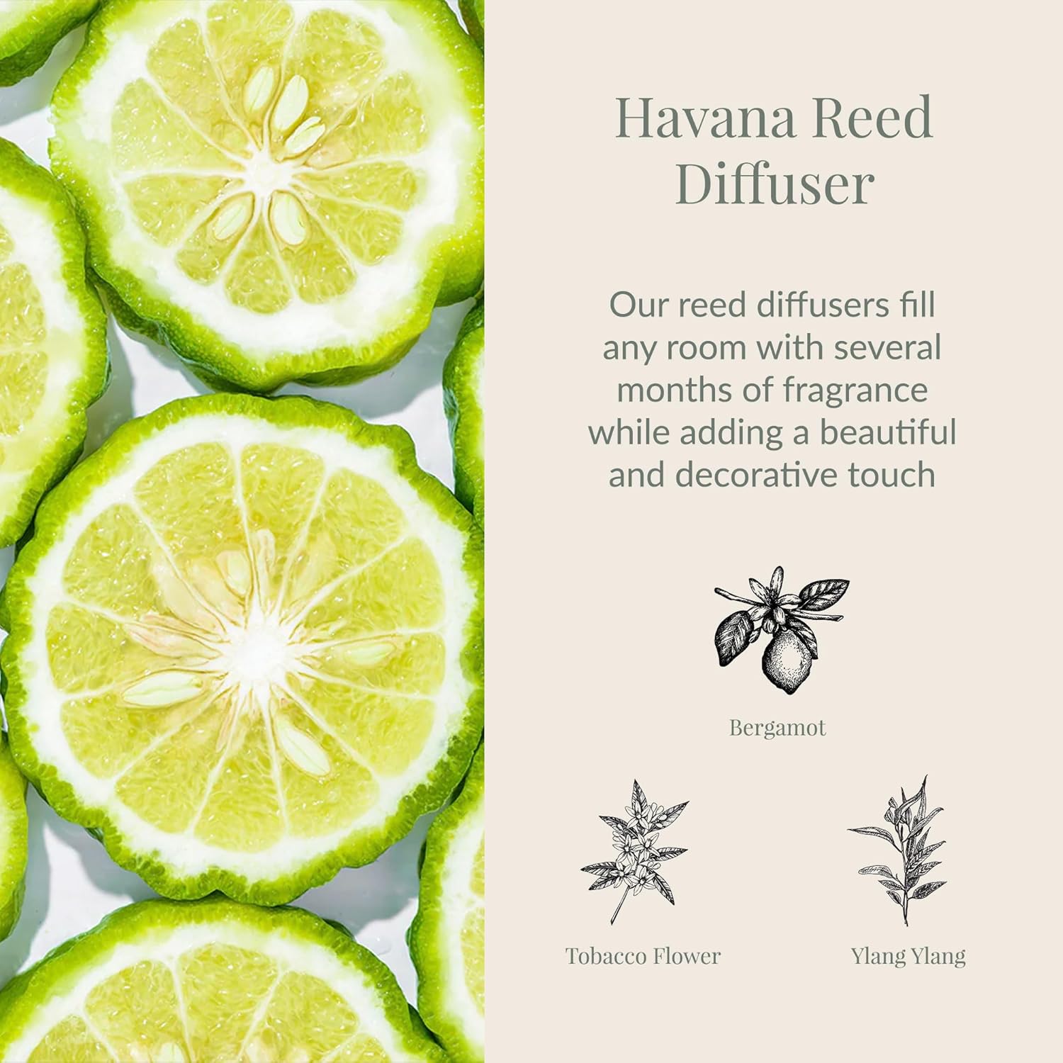 Archipelago Botanicals Havana Reed Diffuser Set